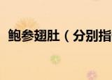 鲍参翅肚（分别指什么 鲍参翅肚怎么理解）