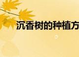 沉香树的种植方法（沉香树如何种植）