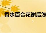 香水百合花谢后怎么处理（香水百合简谱）