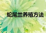 蛇尾兰养殖方法（关于蛇尾兰养殖方法）
