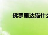 佛罗里达猫什么梗（是怎么解释的）