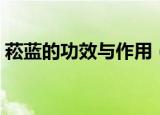 菘蓝的功效与作用（菘蓝有什么功效和作用）