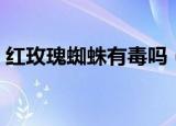 红玫瑰蜘蛛有毒吗（红玫瑰蜘蛛含有毒素吗）