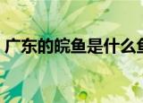 广东的皖鱼是什么鱼（广东的皖鱼简单介绍）