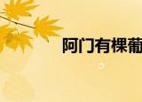 阿门有棵葡萄树（阿门英文）