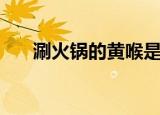 涮火锅的黄喉是什么（黄喉内容介绍）