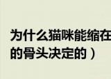 为什么猫咪能缩在小盒子里（这都是由于猫咪的骨头决定的）