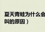 夏天青蛙为什么会呱呱的叫（夏天青蛙呱呱的叫的原因）