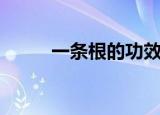 一条根的功效与作用（一条怪牛）
