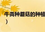 牛粪种蘑菇的种植方法（牛粪种蘑菇技术说明）