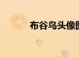 布谷鸟头像图片（布谷鸟头像）