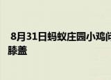  8月31日蚂蚁庄园小鸡问题：上楼梯和下楼梯 哪个动作更上膝盖