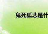 兔死狐悲是什么生肖（谜语简介）
