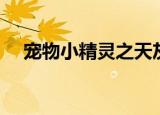 宠物小精灵之天灰（宠物小精灵之天灰）