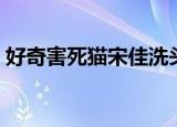 好奇害死猫宋佳洗头视频（好奇害死猫栏目）
