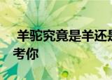  羊驼究竟是羊还是驼 支付宝蚂蚁庄园小鸡考考你