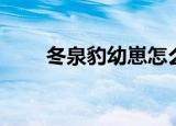 冬泉豹幼崽怎么获得（冬泉豹幼崽）