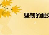 坚韧的触须（坚韧的触须）
