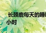  长颈鹿每天的睡眠时间大约是 正确答案2个小时