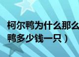 柯尔鸭为什么那么贵柯尔鸭多少钱一只（柯尔鸭多少钱一只）