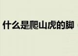 什么是爬山虎的脚（爬山虎的脚指的是什么）