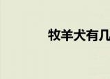 牧羊犬有几种（牧羊犬电影）