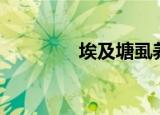 埃及塘虱养殖（埃及塘虱）