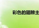 彩色的翅膀主要内容（内容介绍）