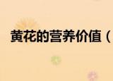 黄花的营养价值（黄花的功效及生长习性）