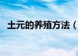 土元的养殖方法（土元的养殖方法是什么）