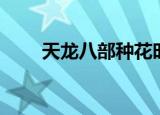 天龙八部种花时间（天龙八部种花）