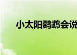小太阳鹦鹉会说话吗（小太阳沙冰机）