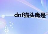 dnf猫头鹰是干嘛的（dnf猫头鹰）