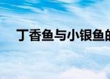 丁香鱼与小银鱼的区别（丁香鱼工作室）