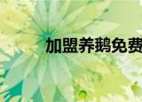 加盟养鹅免费建大棚（加盟养鹅）