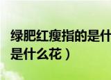 绿肥红瘦指的是什么花（李清照绿肥红瘦指的是什么花）