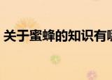 关于蜜蜂的知识有哪些（蜜蜂知识了解一下）