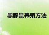 黑豚鼠养殖方法（黑豚鼠饲料如何配制）