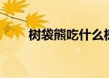 树袋熊吃什么树叶（树袋熊吃什么）