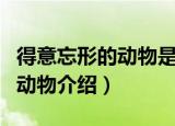 得意忘形的动物是什么生肖（关于得意忘形的动物介绍）