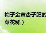 梅子金黄杏子肥的下一句（下一句是麦花雪白菜花稀）