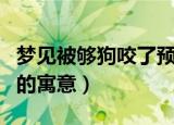 梦见被够狗咬了预示着什么（梦见被够狗咬了的寓意）