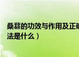 桑葚的功效与作用及正确吃法（桑葚的功效与作用及正确吃法是什么）
