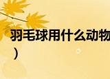 羽毛球用什么动物的羽毛（制作羽毛球的材料）