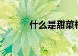 什么是甜菜根（甜菜根的介绍）