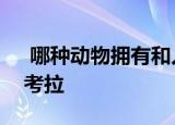  哪种动物拥有和人类相似的指纹 正确答案：考拉