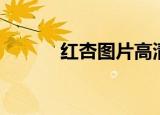 红杏图片高清图片（红杏砸墙）