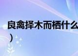 良禽择木而栖什么意思（良禽择木而栖的含义）