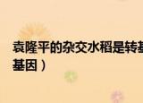 袁隆平的杂交水稻是转基因吗（袁隆平的杂交水稻是不是转基因）