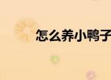 怎么养小鸭子（养小鸭子的方法）